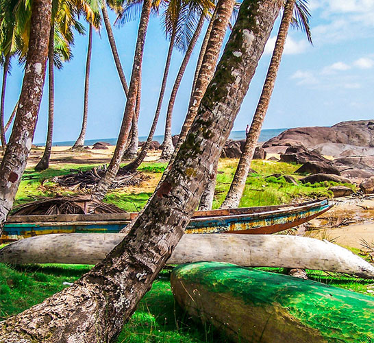 Photograph of palm trees nest to a beach