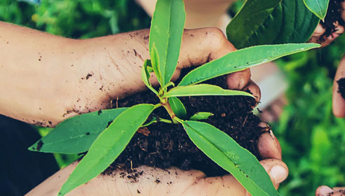 Photograph taken from above of children's hands holding a mound of soil with plants emerging from the soil