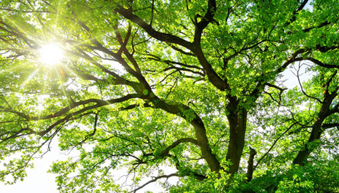 Photograph, taken from below, of to top of a tree with branches and green leaves. The sun behind the tree and shining through the leaves